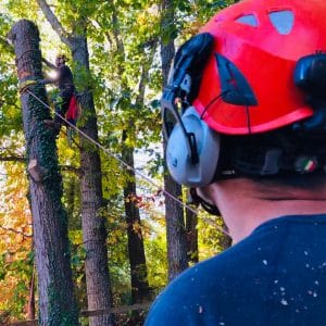 A man watching another man climb a tree