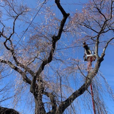 A man in a crane cabling a tree