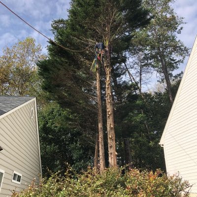 A man pruning a tree between two houses