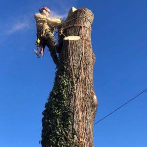 A man cutting down a tree with a powersaw