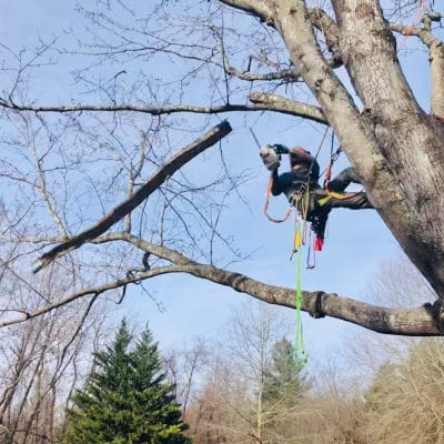 A man hanging from a tree cuts a limb