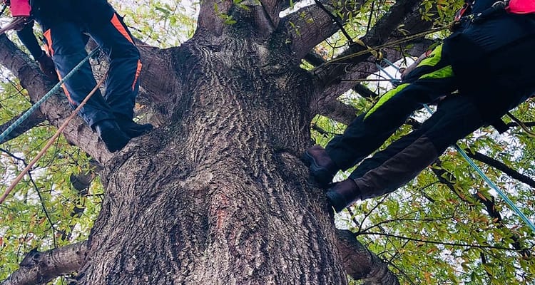 Two Men Climbing A Tree