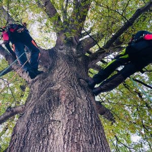 Two men climbing a tree
